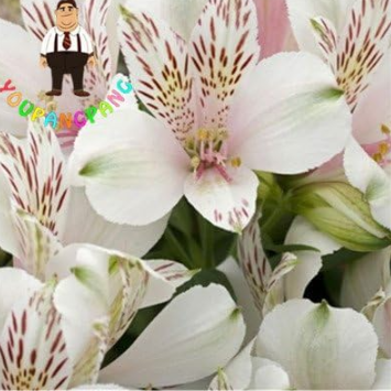 Rare Peruvian Lily Alstroemeria Seed Beautiful Lilies Flower for Home & Garden (Color: 22)