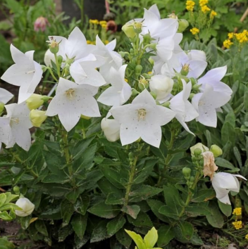 White Balloon Flower Seeds - Perennial Flower Garden Plant