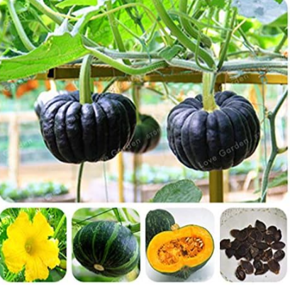The Japanese Black Pumpkin Seed Vegetables