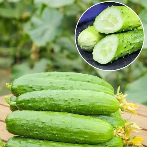 Dutch Pickling Cucumber Seeds