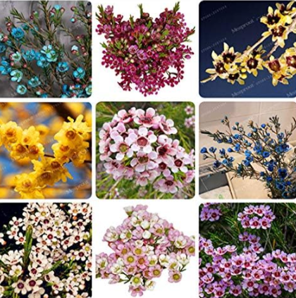 Geraldton Wax Flower Seed Home Garden Beautiful Garden Flower (Color: Mix)