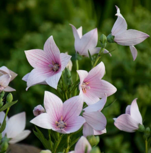 Pink Balloon Flower Seeds - Perennial Flower Garden Plant