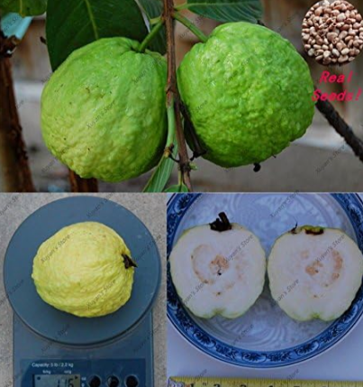 Large White Guava Sweet Fragrance Fruit Seeds, Edible Fruit
