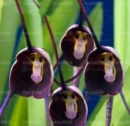 Rare Monkey face Orchid Seeds Perennial Indoor Flowering Potted Plants (Color: 2)