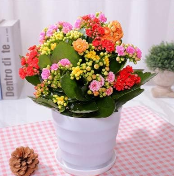 Winter Pot Kalanchoe Seed Longevity Flower Potted Plants (Color: 2)