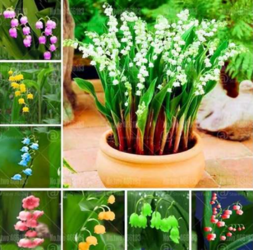 Convallaria majalis Seeds Rainbow Lily of The Valley Flower Perennial (Color: 8)