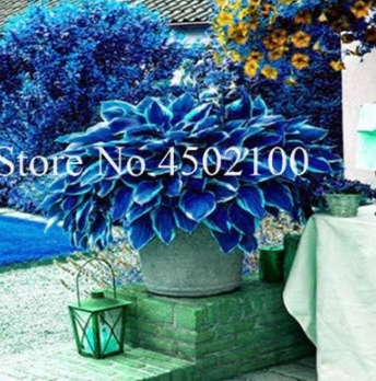 Hosta Seeds Potted DIY Decor for Home Garden - (Color: 5)