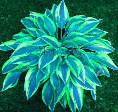 Hosta Seed Perennials Plantain Beautiful Lily Flower (Color: 5)
