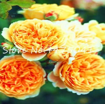 Climbing Rose Seed Perennial Indoor Climbing Charming Rose (Color: 6)