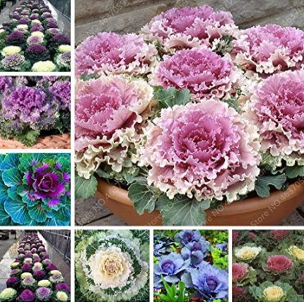 Kale Mixed Flowering Ornamental Cabbage Potted Plant Non GMO Vegetable (Color: Mixed)