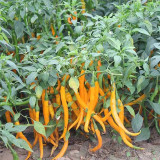 Huangdi Linear Chili Pepper Seeds