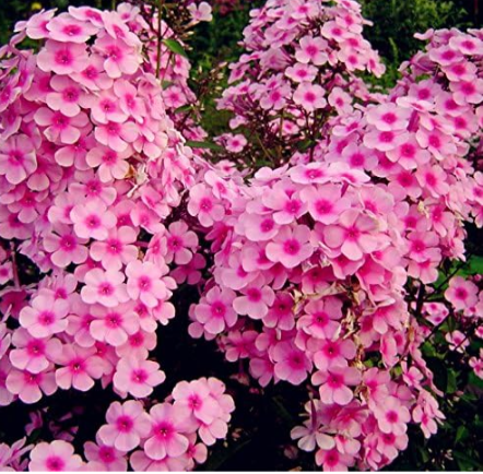 Outdoor perennial PHLOX Seed planting Phlox Flower (Color: 6)