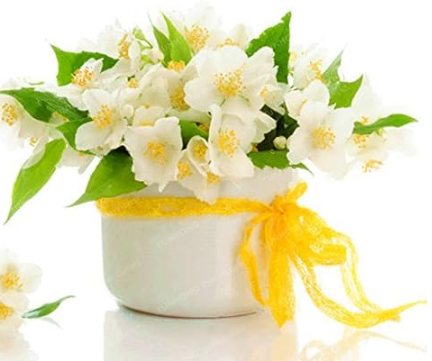 Jasmine Flower Seed Balcony Potted Smell Beautiful Flowers