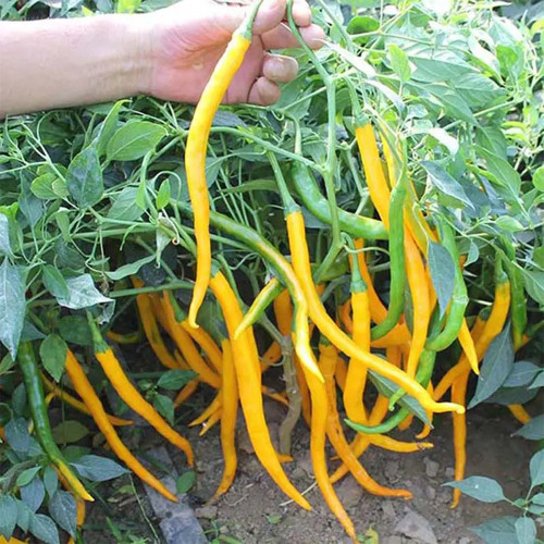 Huangdi Linear Chili Pepper Seeds