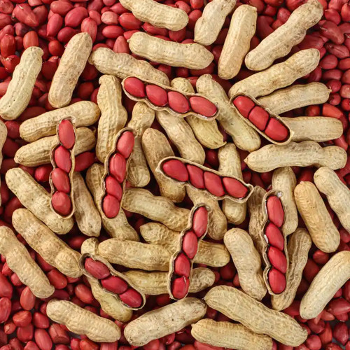 Four-Kernel Red Peanut Seeds - Fast-Growing, Disease-Resistant, High Germination Rate