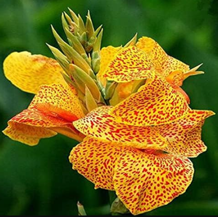 Multi-Color Perennial Canna Flower Seeds Ornamental  Banana Genus Semillas (Color: 3)
