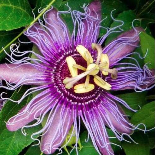 Multicolor Varieties of passionflower Seeds Passion Flower(Passiflora Caerulea) Seed - (Color: 7)