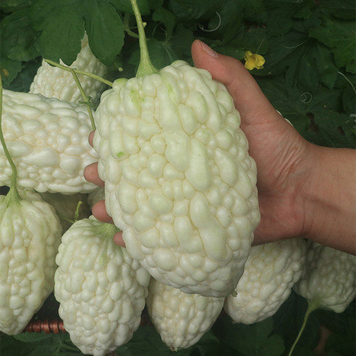 Apple-Type Bitter Melon Seeds