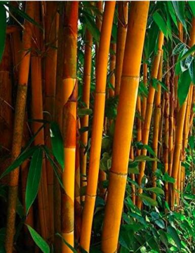 Fresh Giant Moso Bamboo Seeds for Home Garden Plantas Tree Seed Jardin Beautiful Bamboo - (Color: Light Yellow)