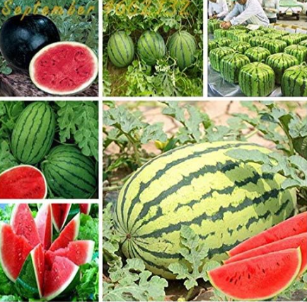 Chinese Delicious Square Circular The Oval Watermelon Seed Rare Organic