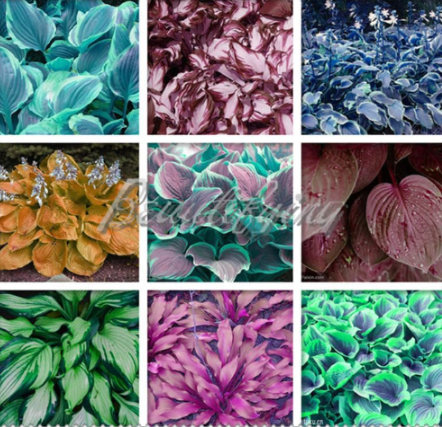 Hosta Seed Perennials Plantain Beautiful Lily Flower (Color: Mix)