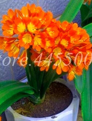 Clivia Miniata Seed Gorgeous Potted Rare Bush Lily Flower Plant DIY (Color: 15)