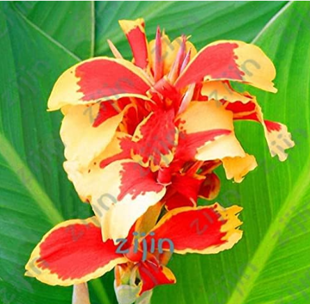 Multi-Color Perennial Canna Flower Seeds (Color: Burgundy)