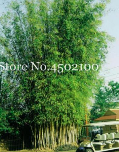Lucky Bamboo Seed Home Garden Plant Fresh Green Bamboo Phyllostachys Aureosulcata