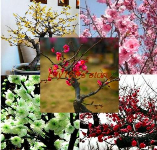 Chinese Prunus Mume Seed Rare Popular Color Plum Outdoor Indoor Seed