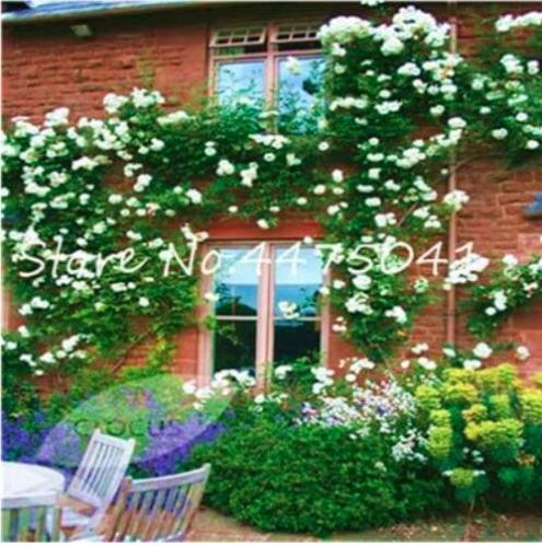 Climbing Rose Seed Perennial Indoor Climbing Charming Rose for Home Garden