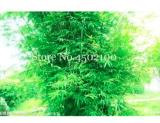 Lucky Bamboo Seed Home Garden Plant Fresh Green Bamboo Phyllostachys Aureosulcata