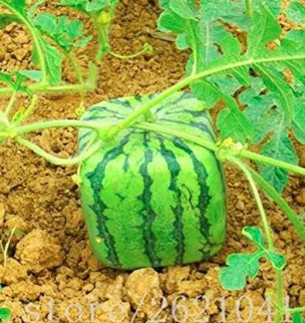 Seedless Watermelon Sweet & Square Watermelon Juice Very Tasty Easy-Growing (Color: 2)