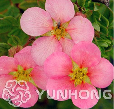 Potentilla Fruticosa Bulbs Potted Flowers Potentilla Fruticosa Seed (Color: 5)