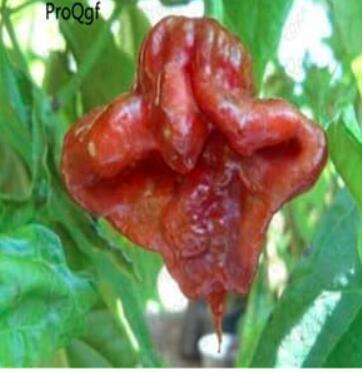A Set Mixed Random Carolina Reaper - (Color: Carolina Reaper 4)