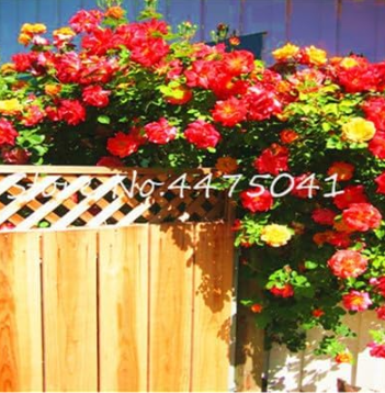 Climbing Rose Seed Perennial Indoor Climbing Charming Rose (Color: 24)