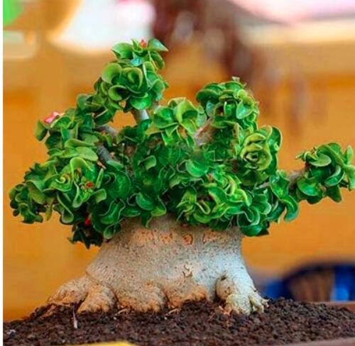 Desert Rose Rainbow Ornamental Plants Flowers Balcony Potted Home Garden (Color: 17)