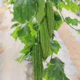 Emerald Green Bitter Melon Seeds