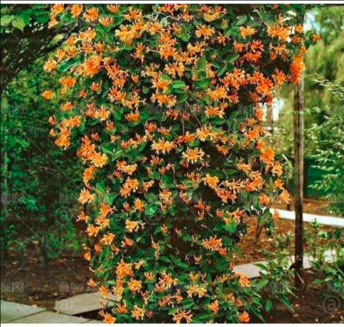 Japanese Honeysuckle Seed Lonicera Japonica Perennial Very Fragrant Flower (Color: 4)
