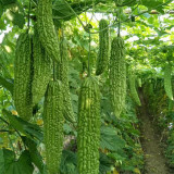 Green Dragon Bitter Melon Seeds