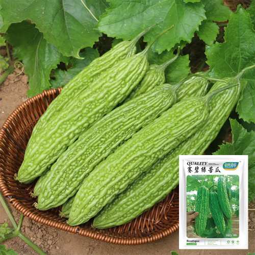 Emerald Green Bitter Melon Seeds