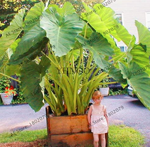 Taro Seed, Nutrient-Rich Vegetable Garden, Home-Grown Vegetables