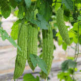 Emerald Green Bitter Melon Seeds