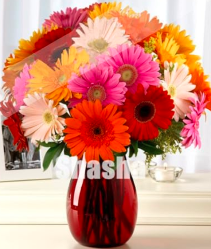 Gerbera Daisy Mix Flower Flower Seeds Plants for Home Garden and Balcony (Color: 4)