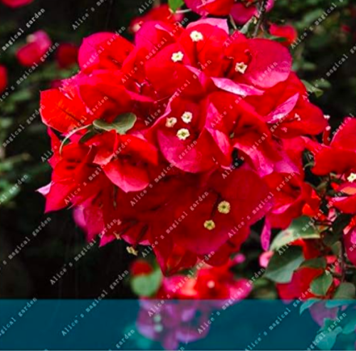 Belgian Red Bougainvillea petals Seeds Plants Sementes Willd Plant
