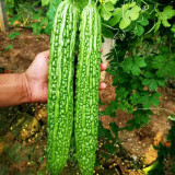 Green Dragon Bitter Melon Seeds