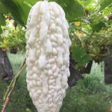 Pearl White Bitter Melon Seeds