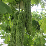 Green Dragon Bitter Melon Seeds