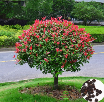 Photinia Serrulata Seed Photinia Fraseri Frasery Serrulata Red Robin Tipluohu