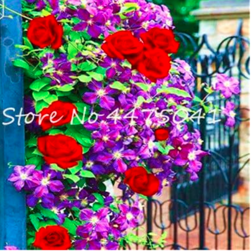 Climbing Rose Seed Perennial Indoor Climbing Charming Rose for Home Garden Very Easy Care - (Color: 12)