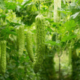 Green Dragon Bitter Melon Seeds